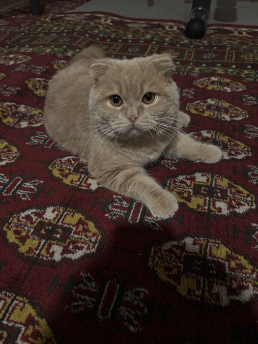Scottish Fold mushuk/кошка