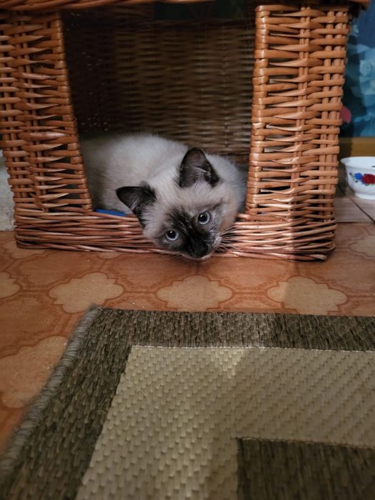 Котенок ищет дом