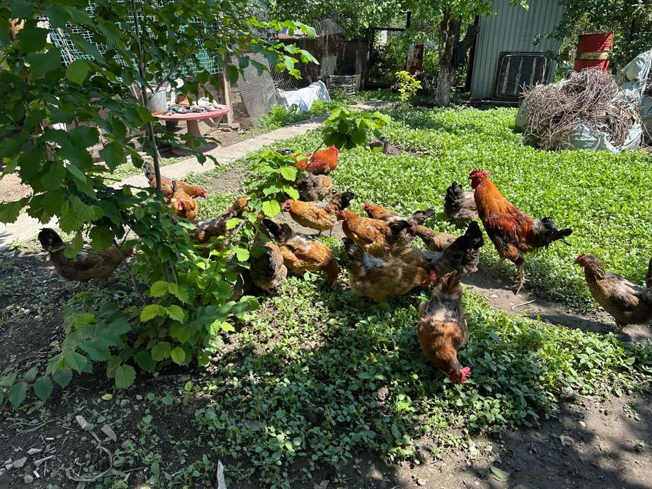 Яйца кучинской породы
