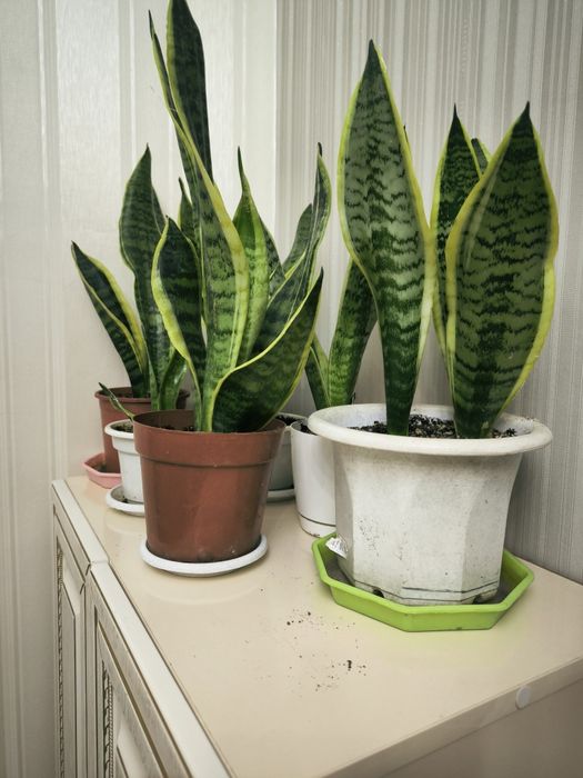 Цветы домашние в горшках