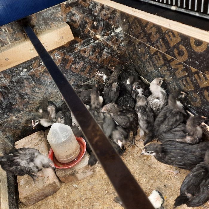 Pui australorp vaccinați.