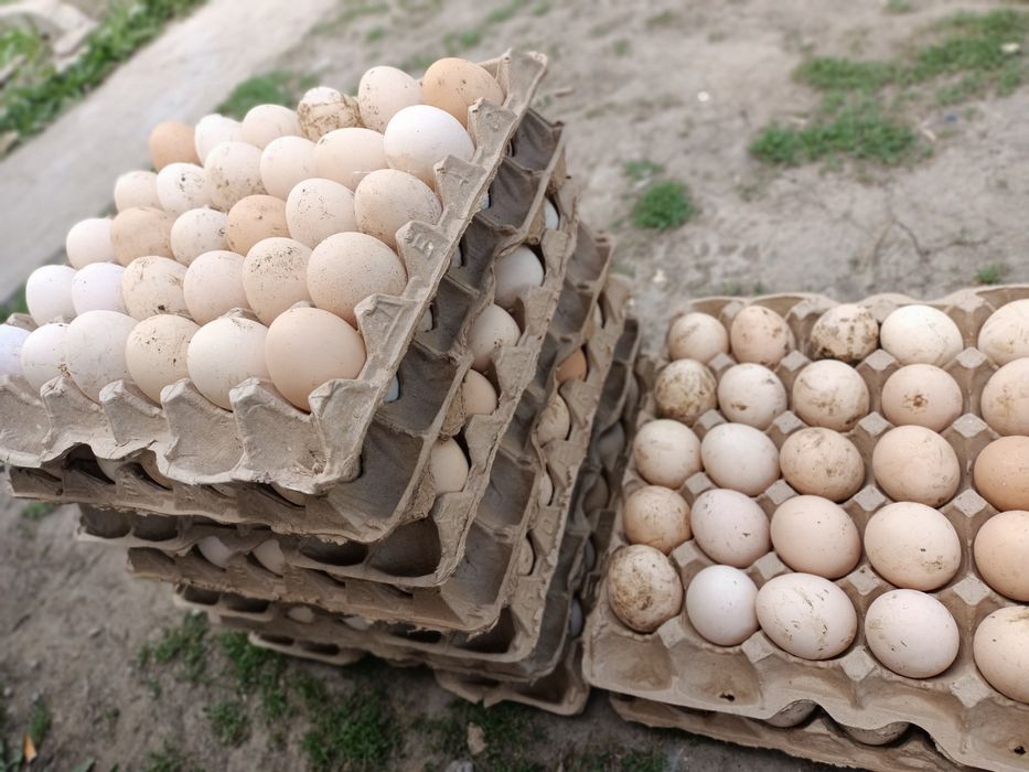 Продам кур несушек коралл ник