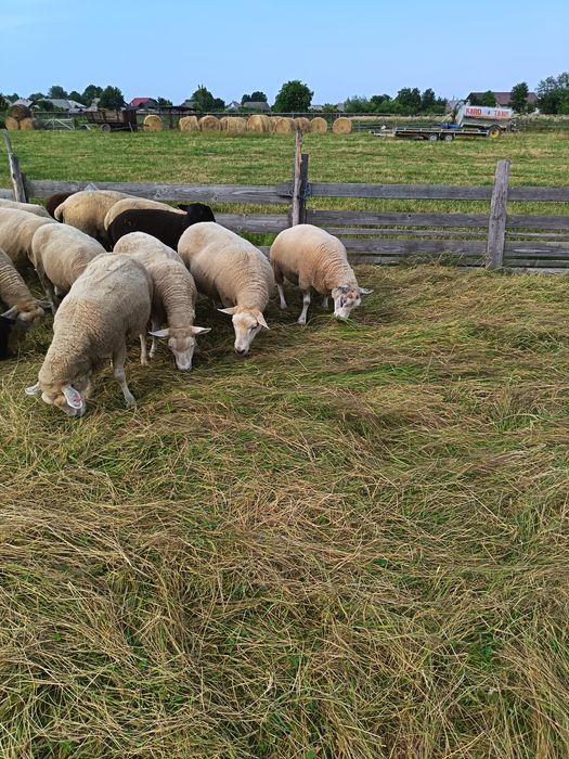 vând oi și berbeci rasa Texel pentru sacrificat
