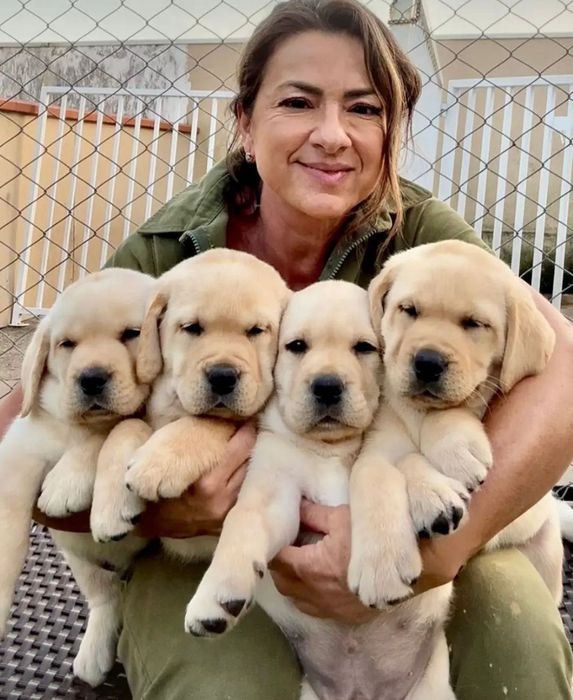 Щенки Лабрадор Ретривер