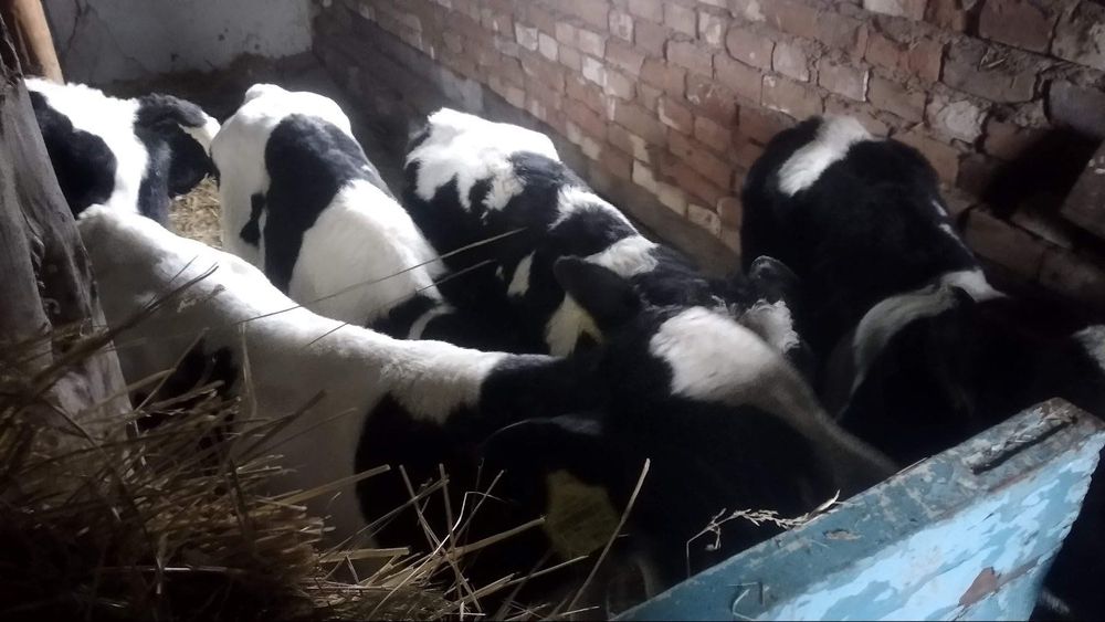 Продам телят разного возраста