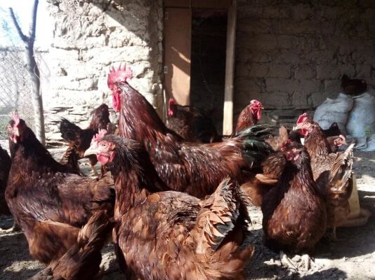 Ханхяп жўжалари сотилади xan xyap хан хяп корея