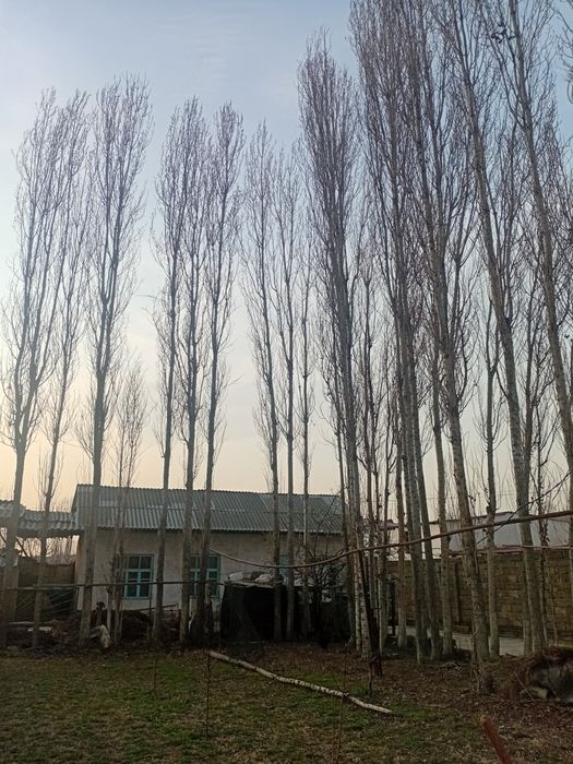 Terak sotamiz 250 mingdan