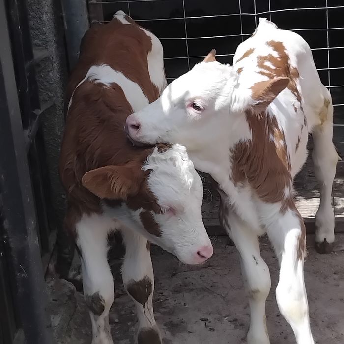 Vand un tauras si o vitea