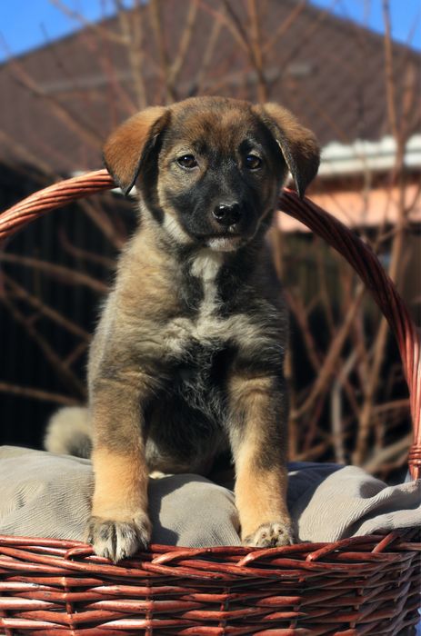 Предлагаются шикарные щенки!