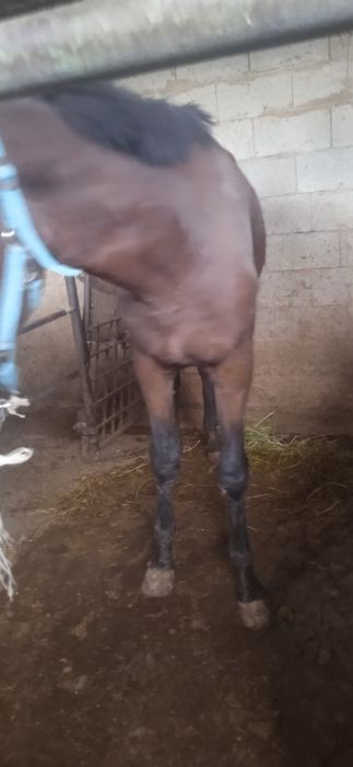 Жеребец жеребец лошади