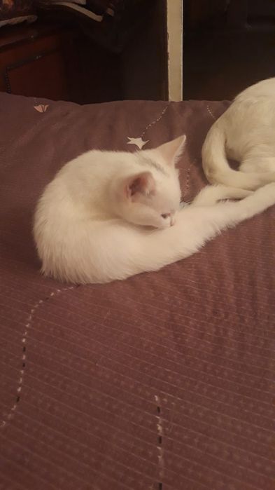 отдам котёнка британец