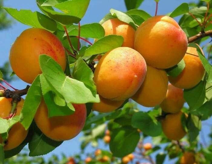 Pomi Fructiferi Columnari (Soiuri De Cais )