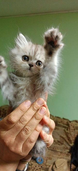 Котёнок британский длинношерстный