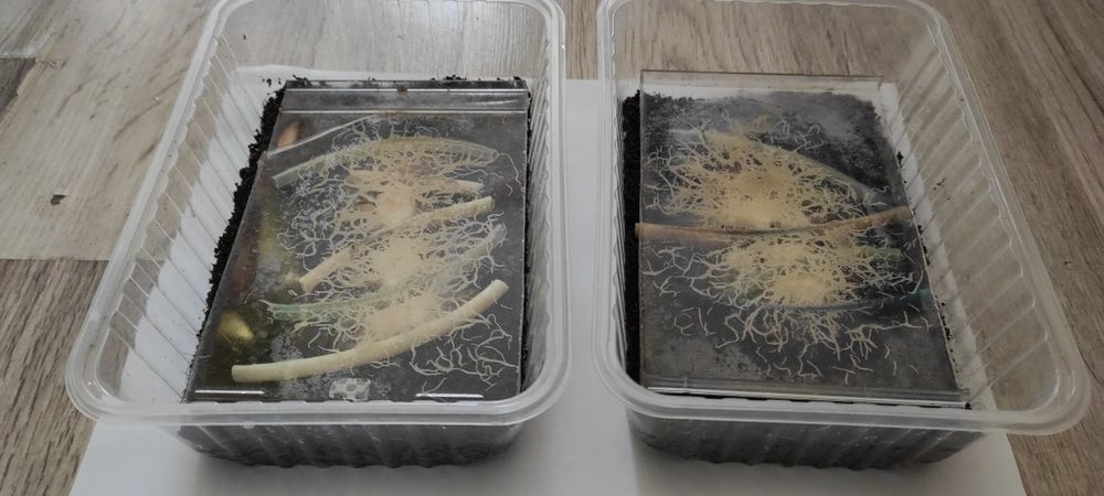 Гриндальский червь.Фото мое