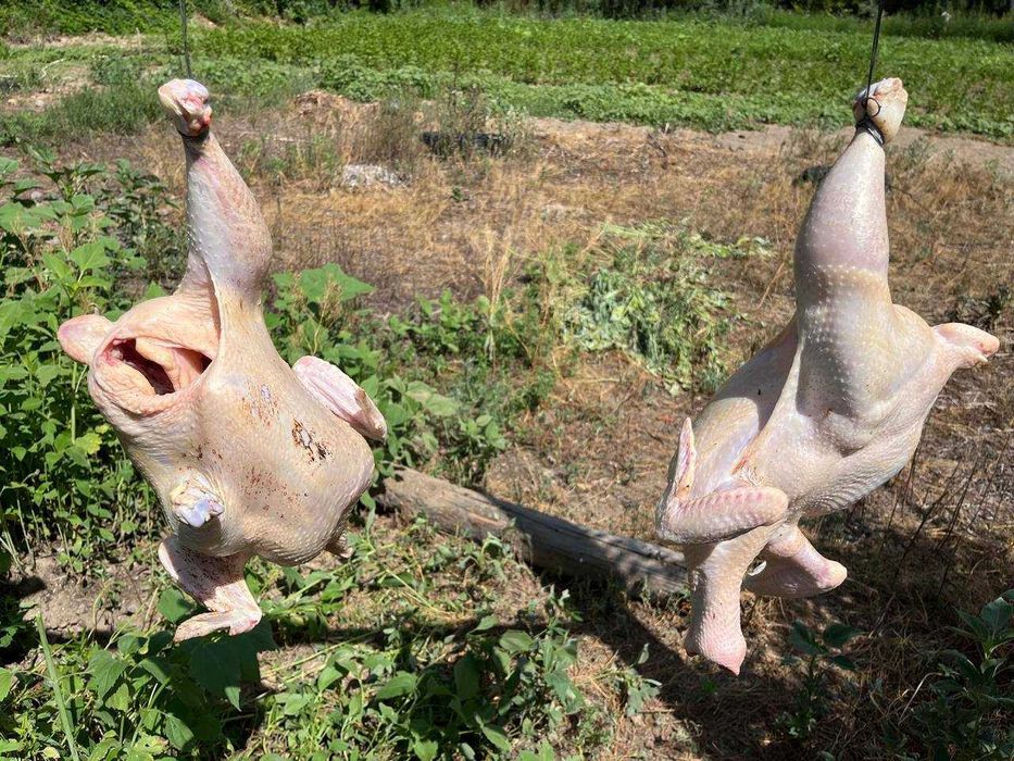 Продам мясо домашних бройлерных кур