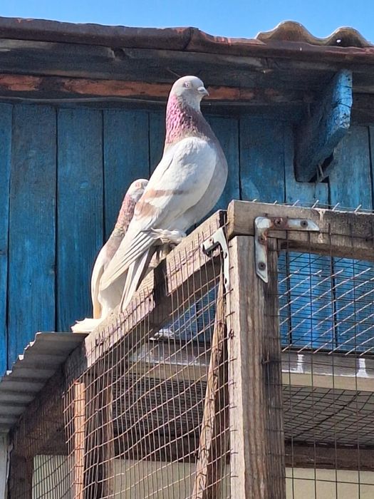 Продам голубей молодых