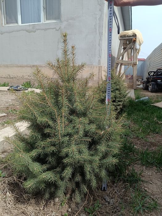 Елка высота 75-80 см