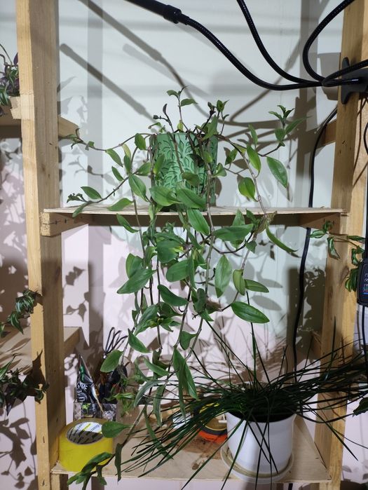 Комнатные цветы( 1.5 года)