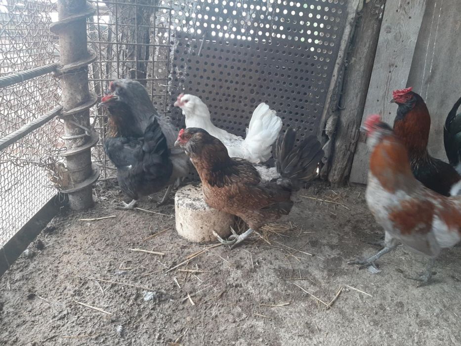 Продавам пилета Амераукана 16дневни