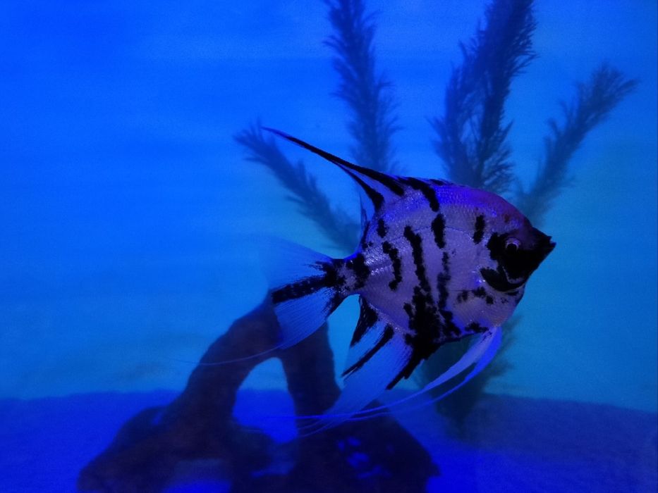 Скалярии — род рыб семейства цихловых