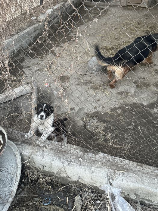 Алабай, щенок Alabay.