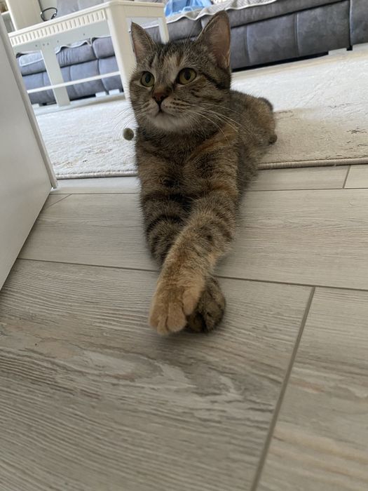 Кошка ищет дом. .