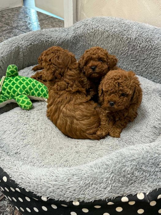 Пудел той/мини червен