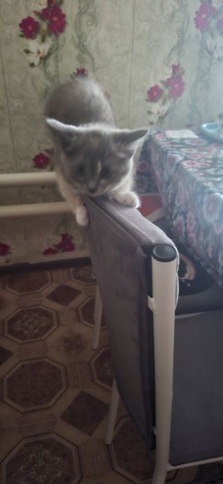 Отдам котёнка в добрые руки.