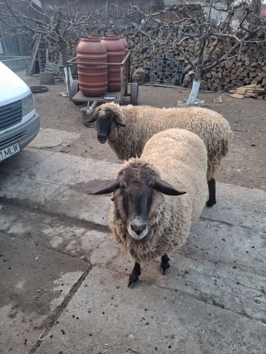 Vând două oi sufolk