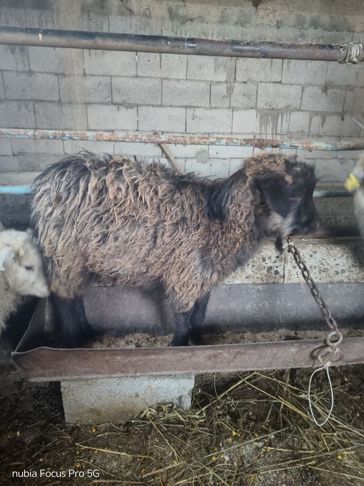 Ешкы лактар сатылады