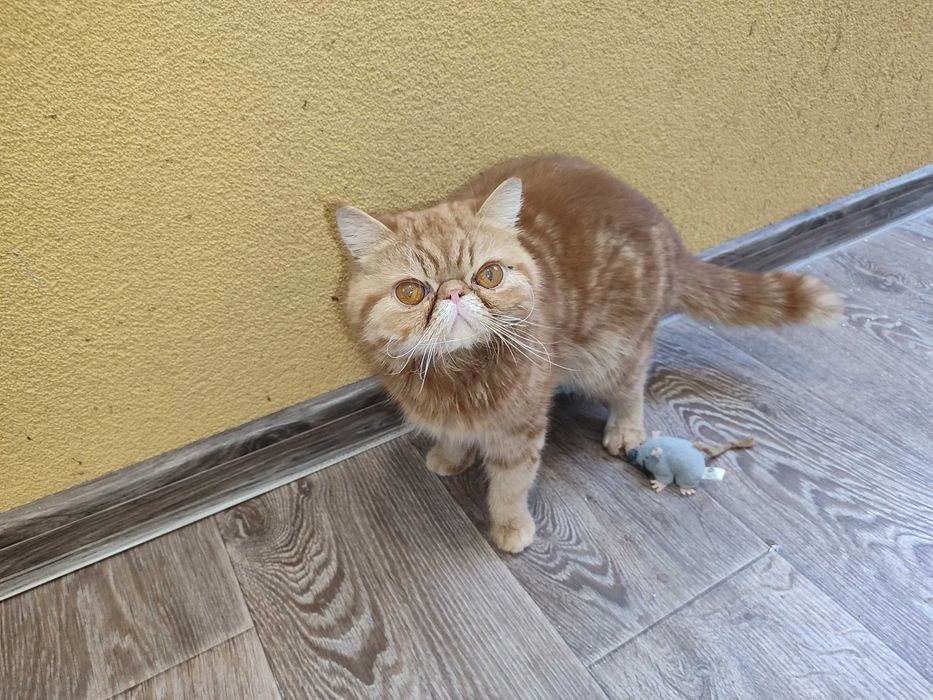 Женски екзотични котки на 2 години и на 5 месеца.