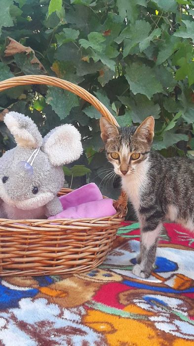 Котята в добрые руки с доставкой