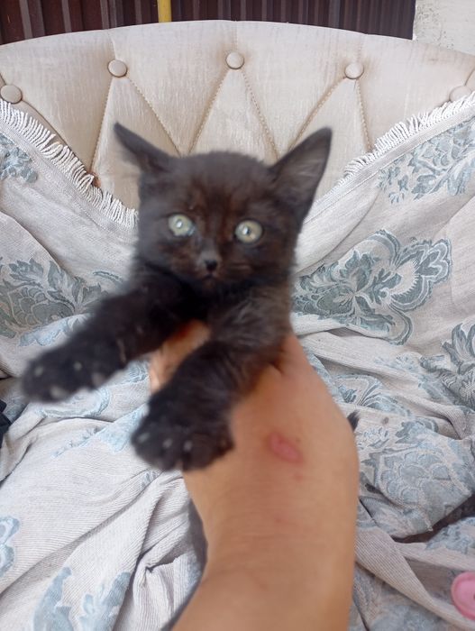 Отдам  черного котенка