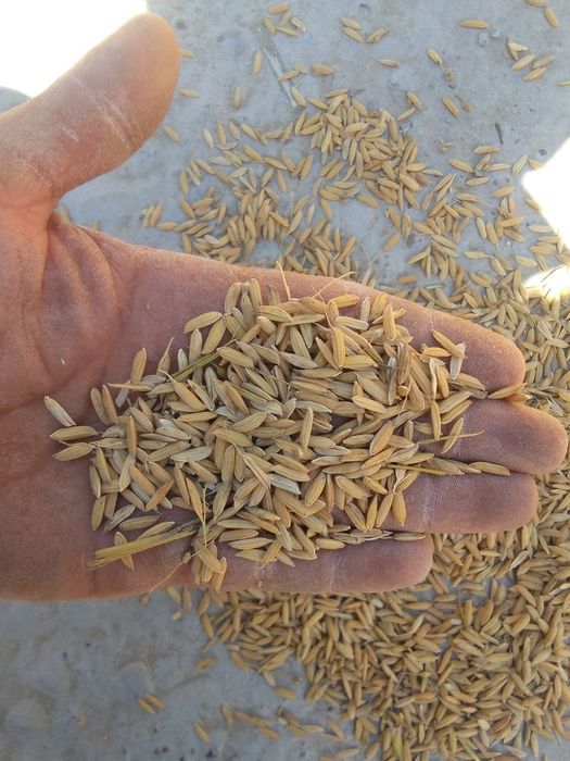 Lazer sholi sotiladi