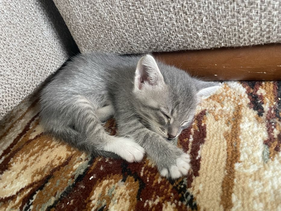 Отдам котят в добрые руки