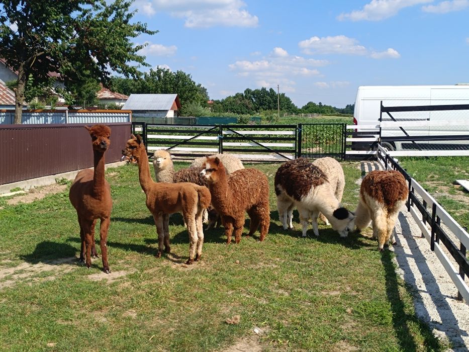 Alpaca masculi și femele