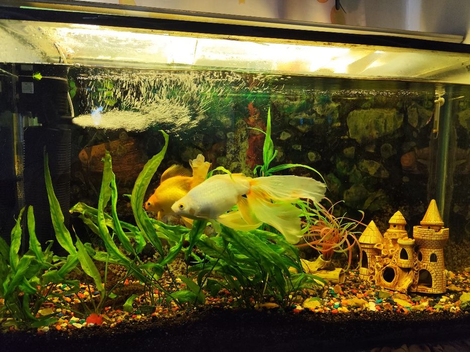 Аквариум с рыбками