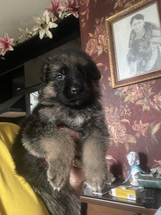 Щенки немецкой овчарки