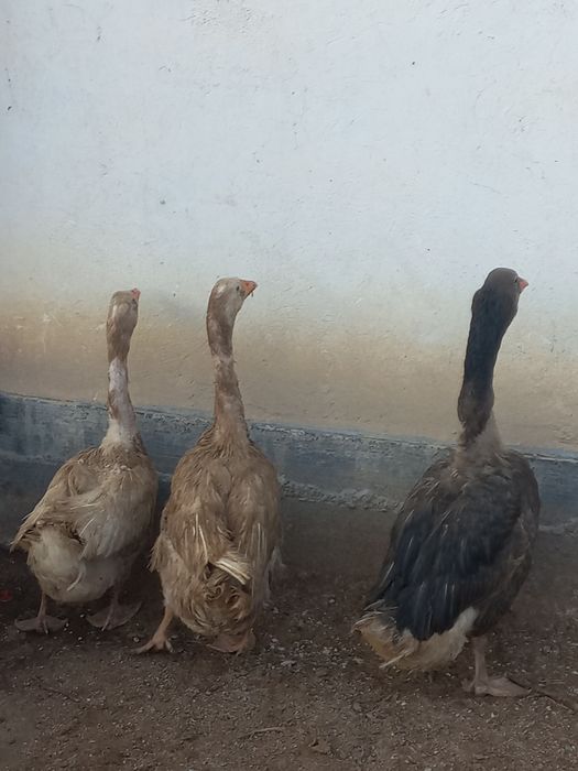 Қаздар,гусы 3 қаз