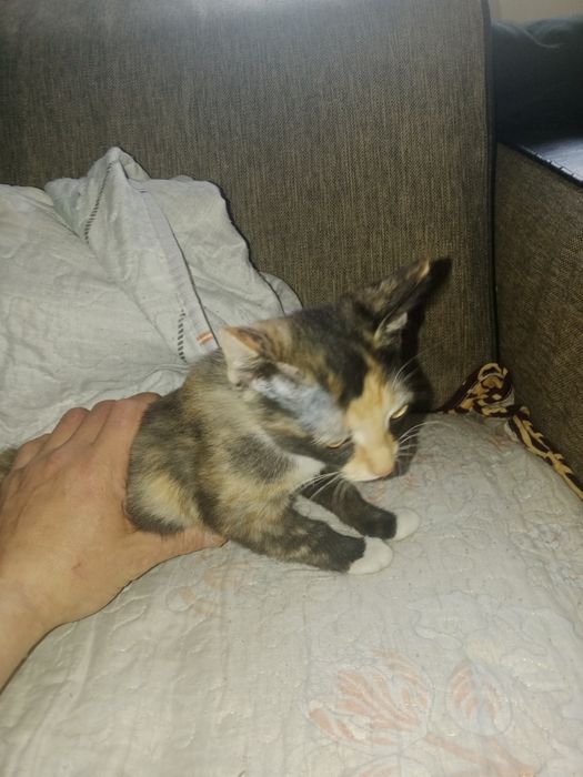 Отдам даром котенка девочка