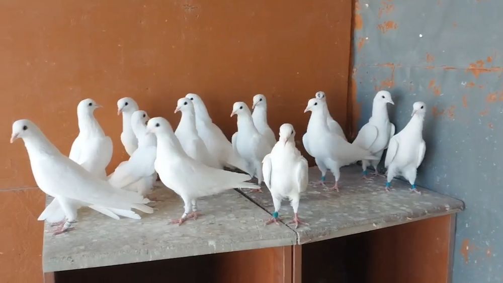 Бакинские Голуби