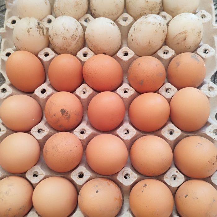 Кокошки,Юрдечки оплодени