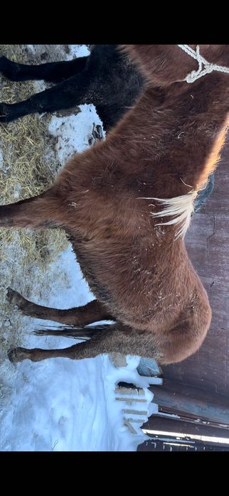 Продам лошадей  г Астана