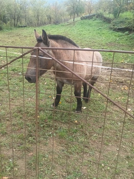 Mînza de 6 luni din parinti buni