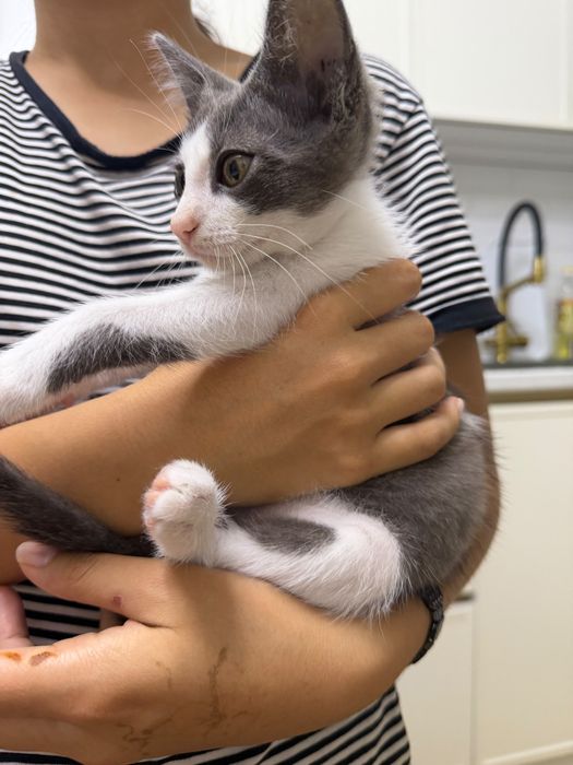 котенок мальчик 1-2 месяца