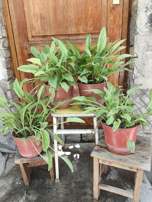 Продаются цветы из дома