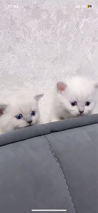 Продам чистокровного британского котенка