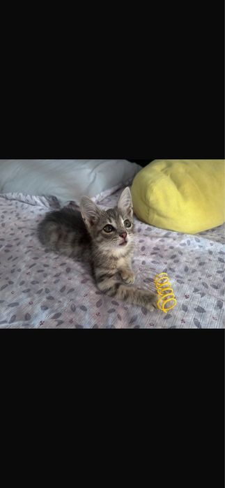Отдам в добрые  руки котенка мальчик