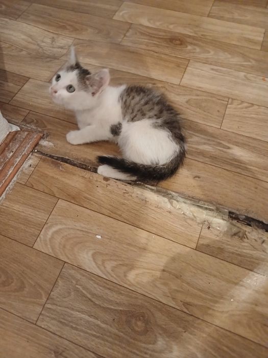 Отдам котенка добрые руки мальчик