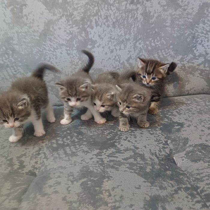 Отдам котят в добрые руки